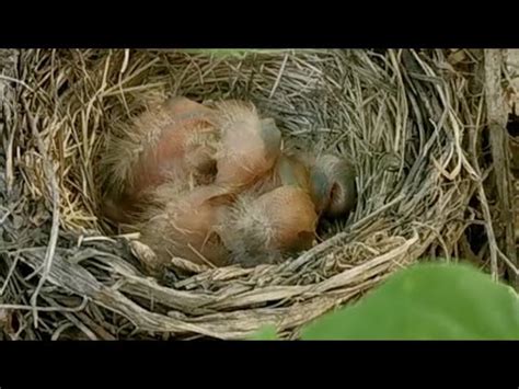 鳥來築巢 風水|鳥巢風水：居家好運密碼